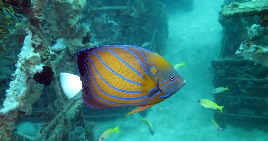 Blue-Ringed-Angelfish-Pigeon- Island