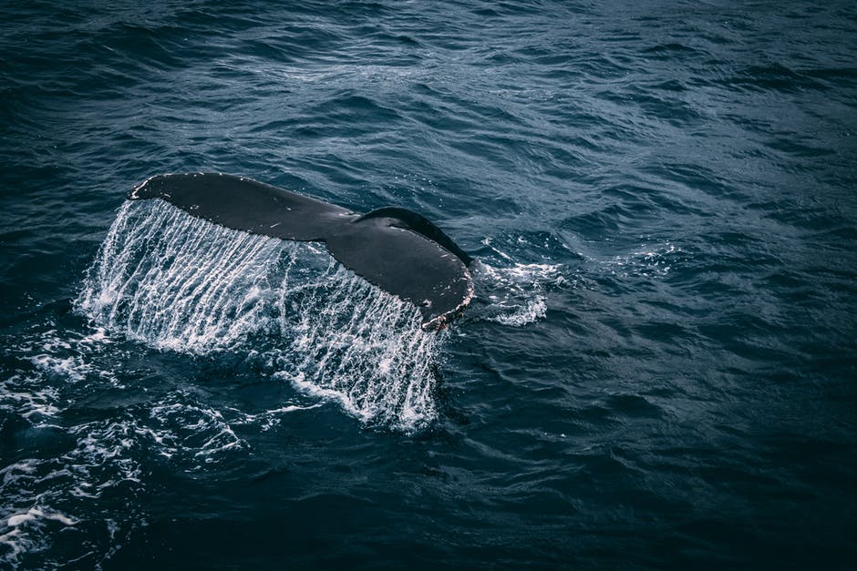 Blue Whale Colony