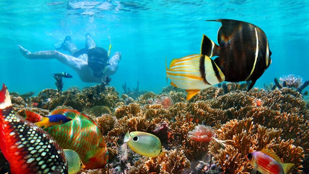 Snorkling Coral Reef