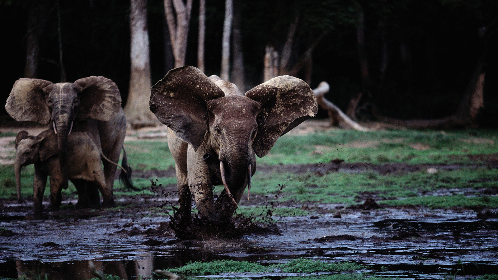 Sri Lanka- Elephants