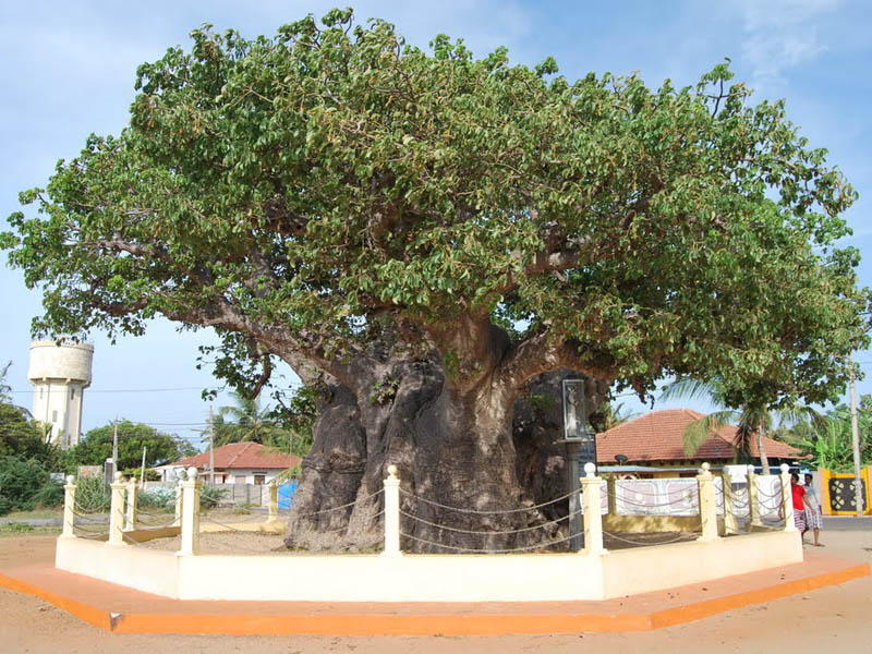 Baobab_Tree_Perukamaram_Mannar