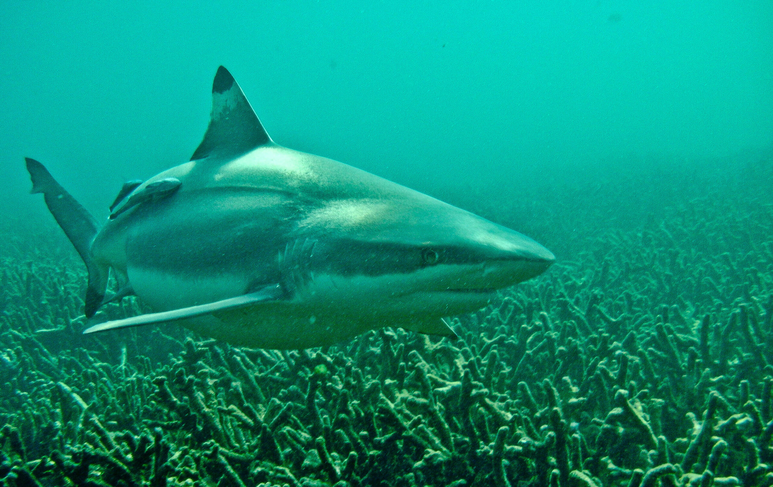 Blacktip Reef Shark In Pigeon Island Scaled