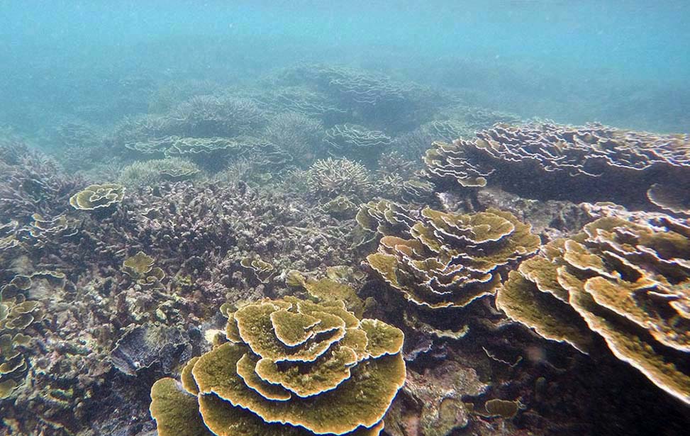 Coral-Reef-Pigeon-Island