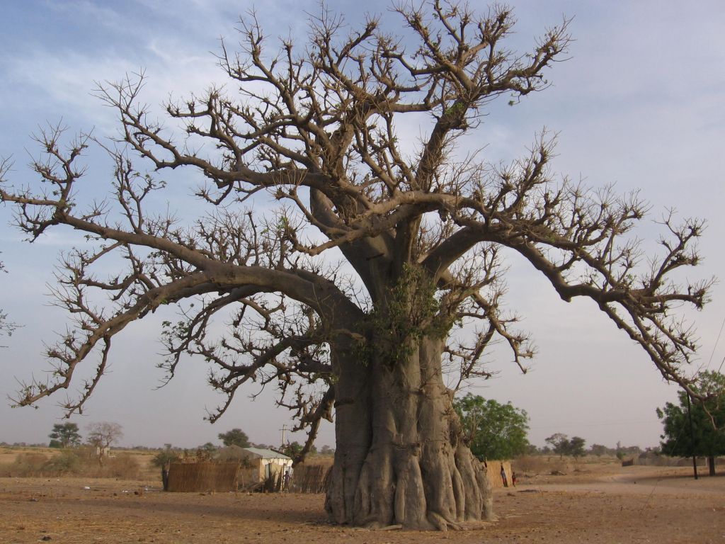 Delft_Baobab