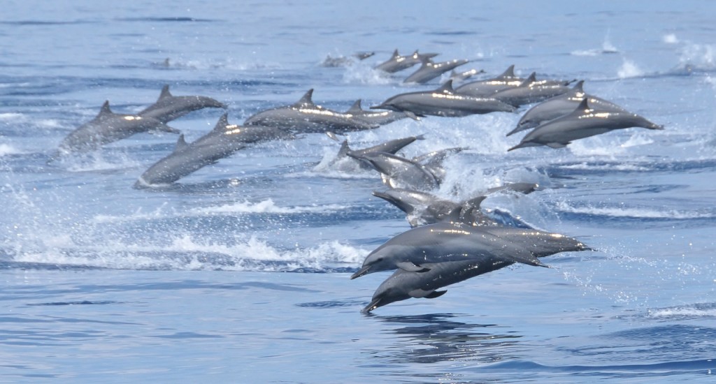 Dolphin_Kalpitiya_Lagoon