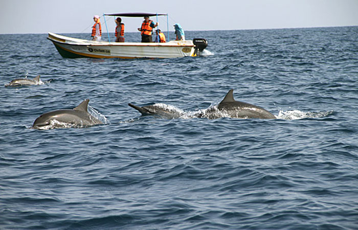 Dolphins-Of-Pigeon-Island