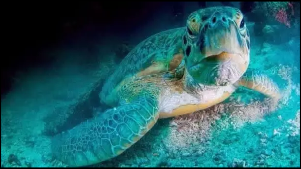 Hawksbill-Turtles-In-Pigeon-Island