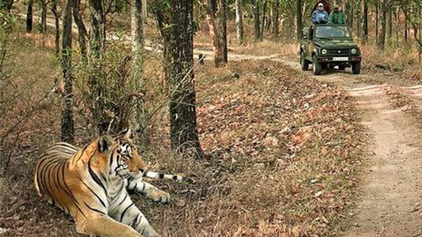 jungle_safari_trip