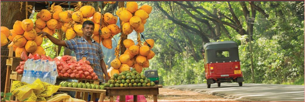 King-Coconut-Nature