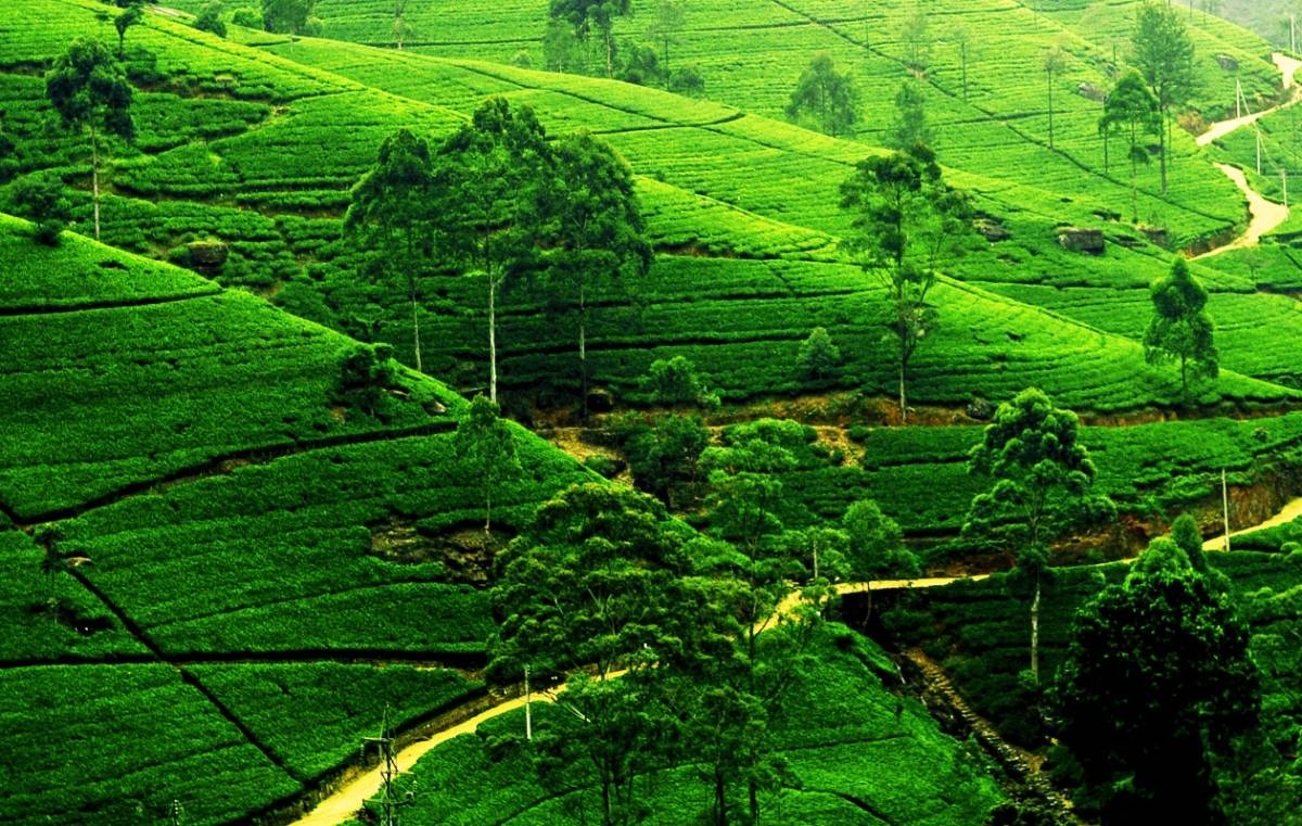 Nuwara_Eliya