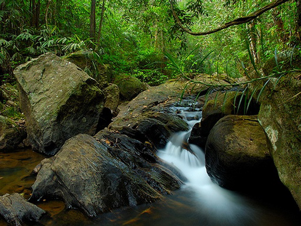 Sinharaja-Forest-Sri-Lanka