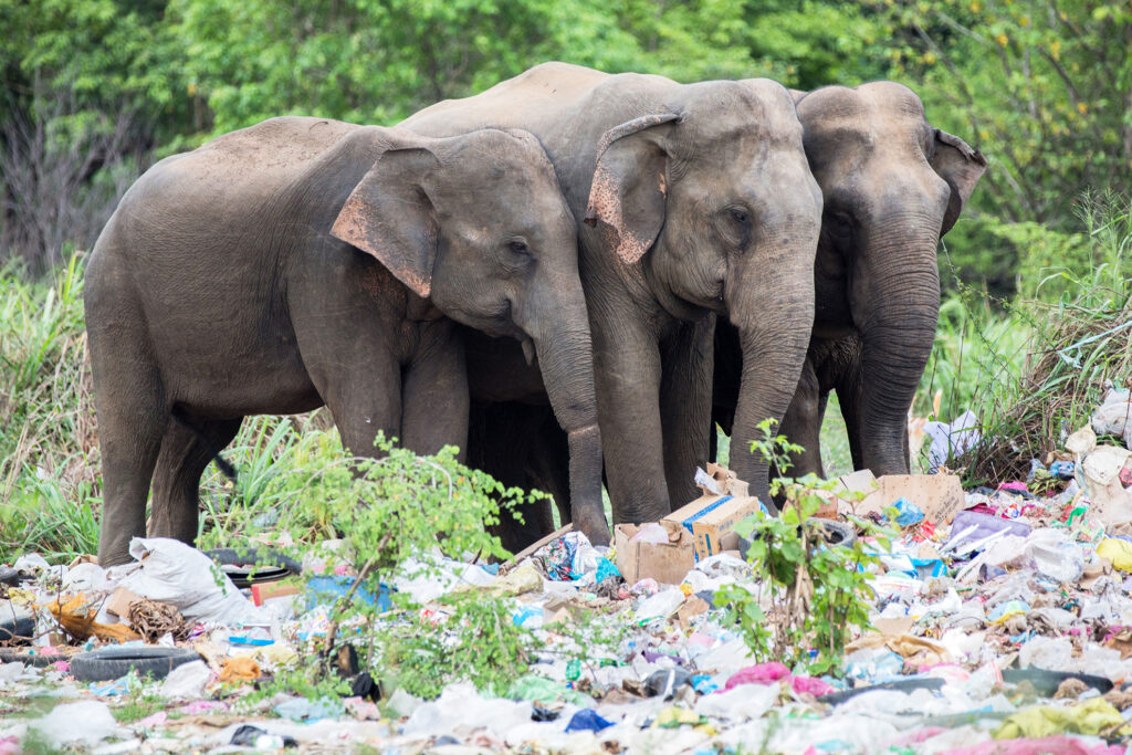 Sri-Lanka-Pollution