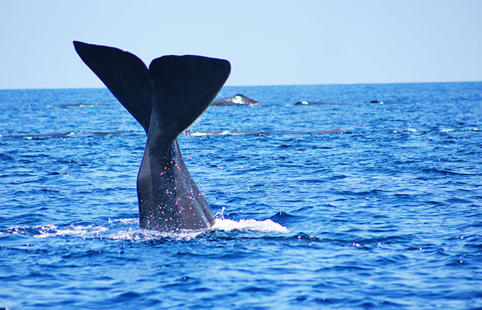 Whale-Waching-Pigeon- Island